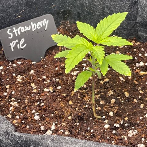 Strawberry Pie growlog timeline photo