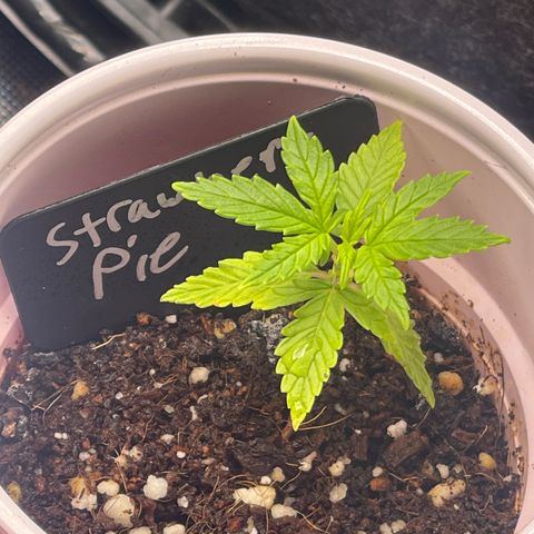 Strawberry Pie growlog timeline photo