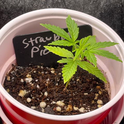Strawberry Pie growlog timeline photo
