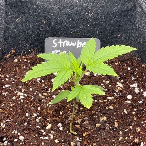Strawberry Pie growlog timeline photo