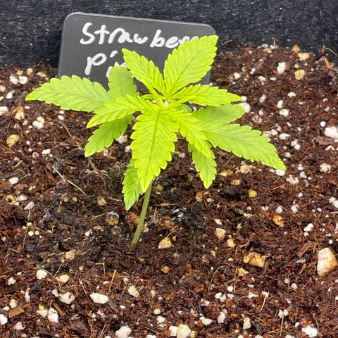 Strawberry Pie growlog timeline photo