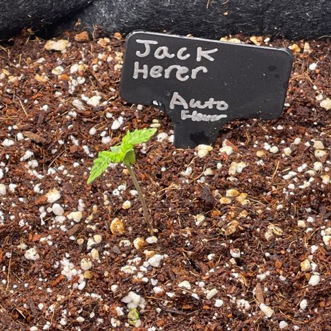 Jack Herer Auto growlog timeline photo