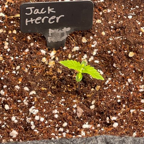 Jack Herer Auto growlog timeline photo