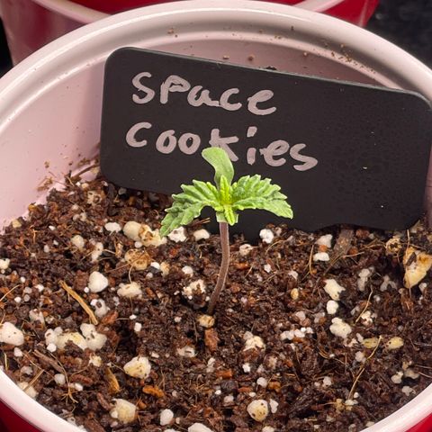 Space Cookies growlog timeline photo