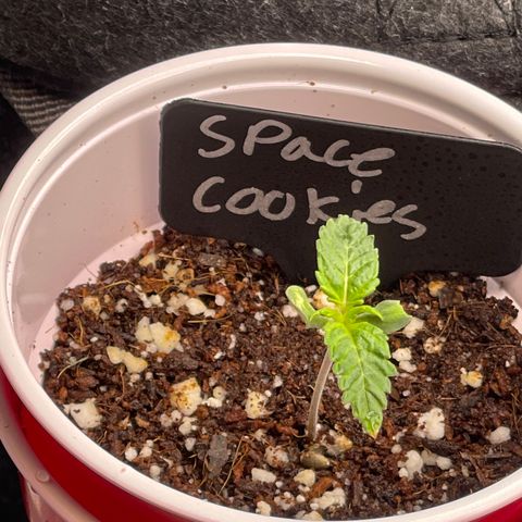 Space Cookies growlog timeline photo
