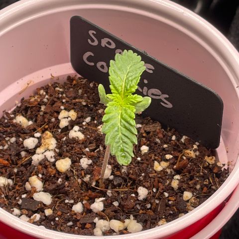 Space Cookies growlog timeline photo