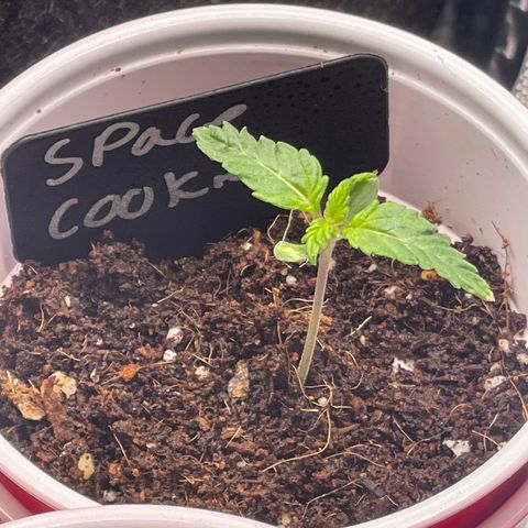 Space Cookies growlog timeline photo