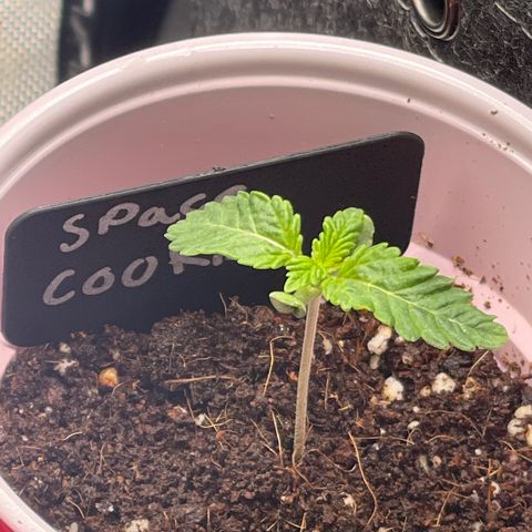 Space Cookies growlog timeline photo