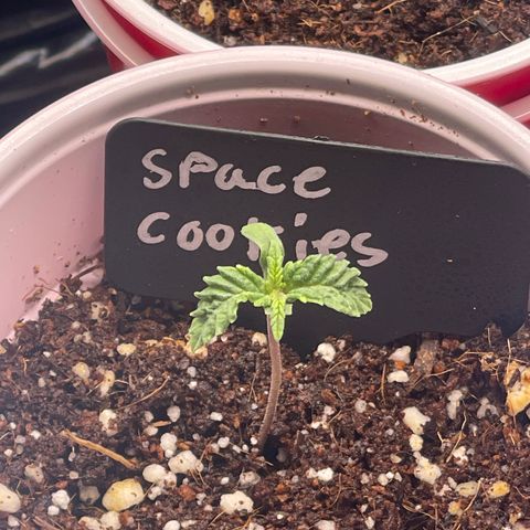 Space Cookies growlog timeline photo