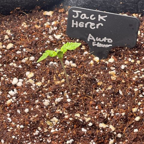 Jack Herer Auto growlog timeline photo