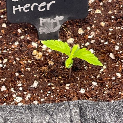 Jack Herer Auto growlog timeline photo