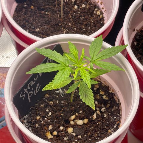 Strawberry Pie growlog timeline photo