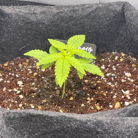 Strawberry Pie growlog timeline photo