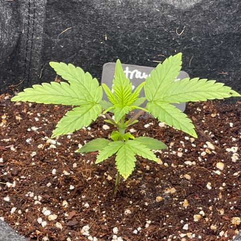 Strawberry Pie growlog timeline photo
