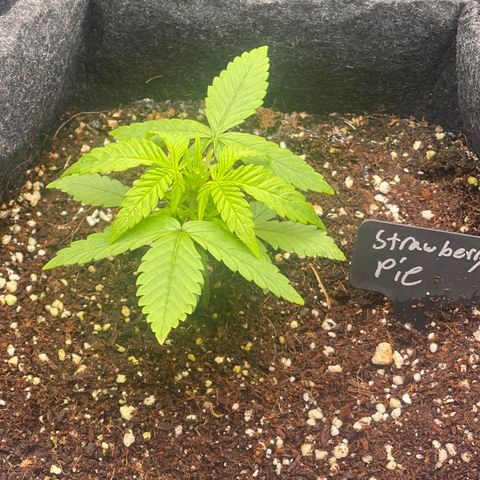 Strawberry Pie growlog timeline photo