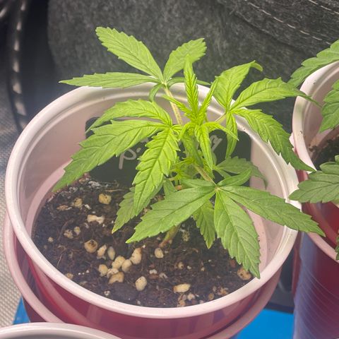 Strawberry Pie growlog timeline photo