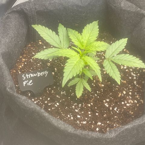 Strawberry Pie growlog timeline photo