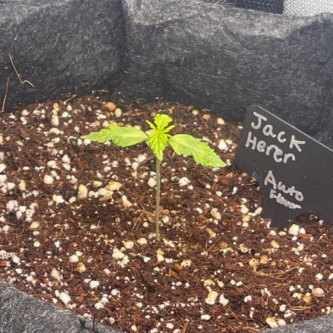 Jack Herer Auto growlog timeline photo