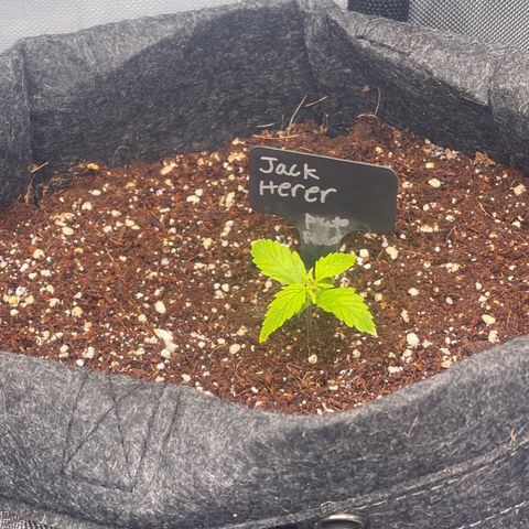 Jack Herer Auto growlog timeline photo