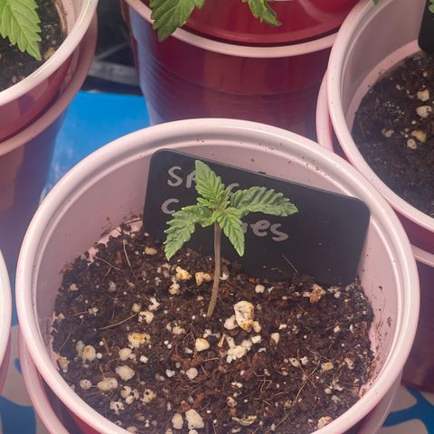 Space Cookies growlog timeline photo