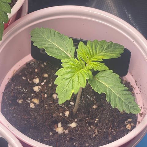 Space Cookies growlog timeline photo