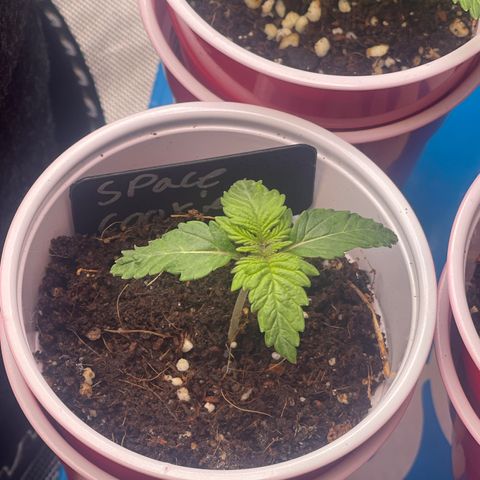 Space Cookies growlog timeline photo