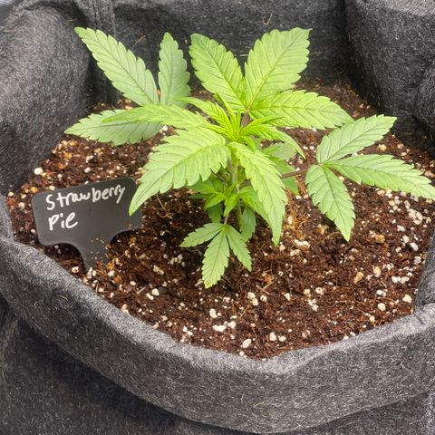 Strawberry Pie growlog timeline photo