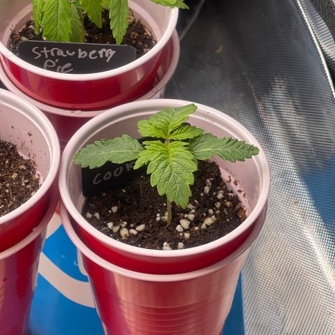 Space Cookies growlog timeline photo