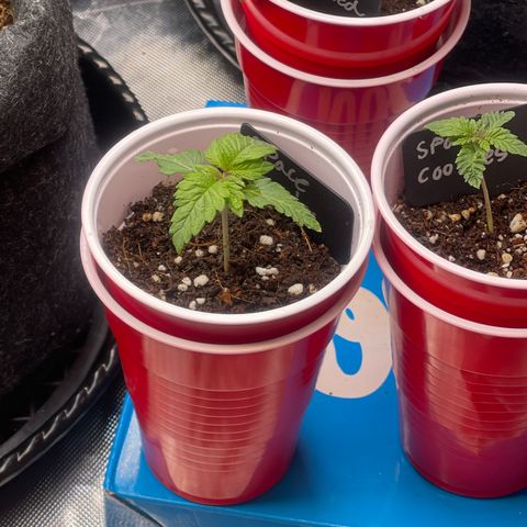 Space Cookies growlog timeline photo