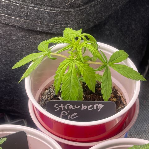 Strawberry Pie growlog timeline photo