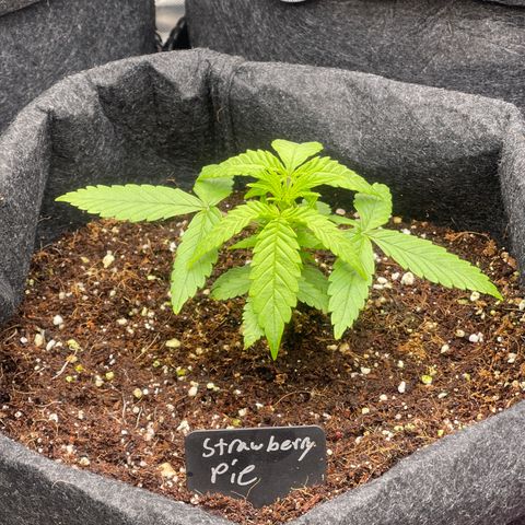 Strawberry Pie growlog timeline photo