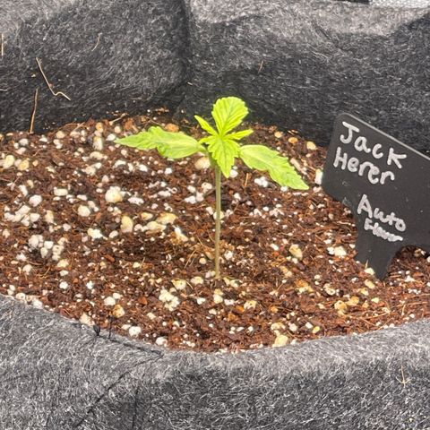 Jack Herer Auto growlog timeline photo