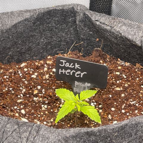 Jack Herer Auto growlog timeline photo