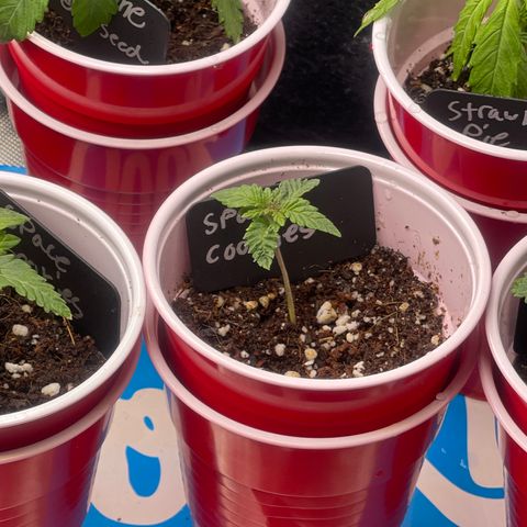 Space Cookies growlog timeline photo