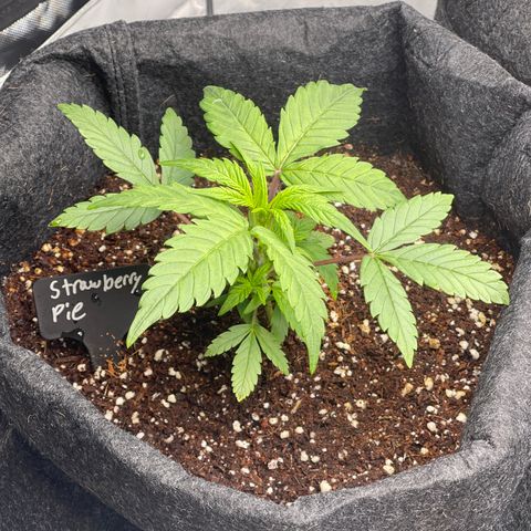 Strawberry Pie growlog timeline photo