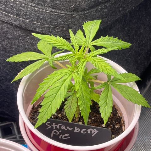 Strawberry Pie growlog timeline photo