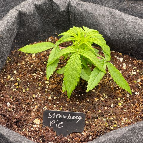 Strawberry Pie growlog timeline photo