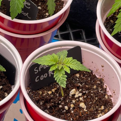 Space Cookies growlog timeline photo