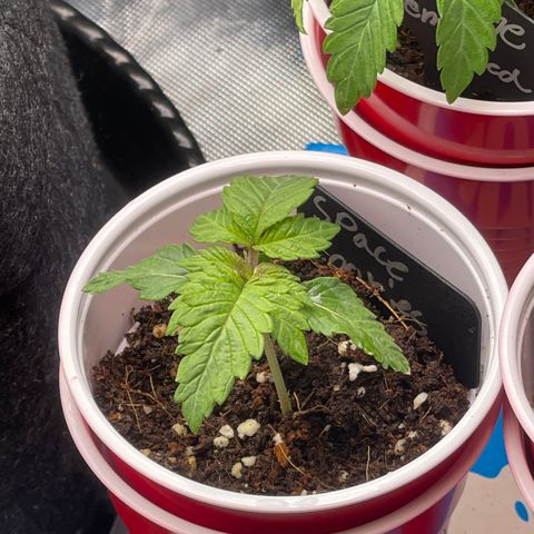 Space Cookies growlog timeline photo