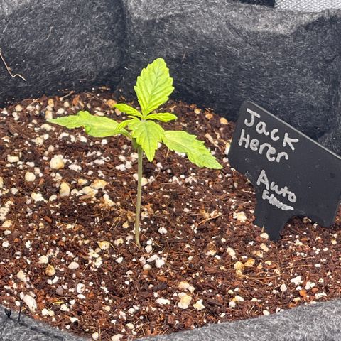 Jack Herer Auto growlog timeline photo