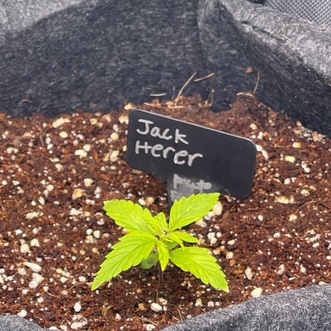 Jack Herer Auto growlog timeline photo