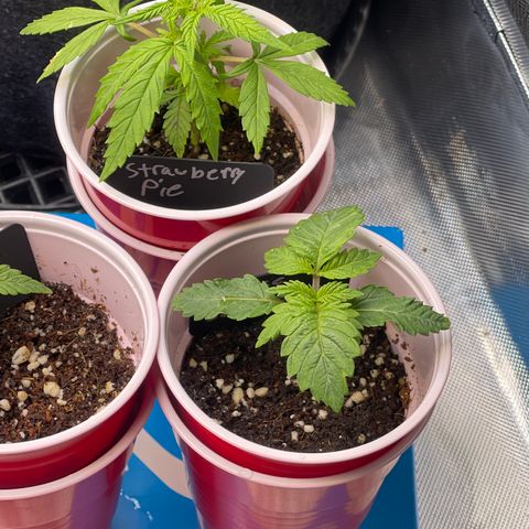 Space Cookies growlog timeline photo