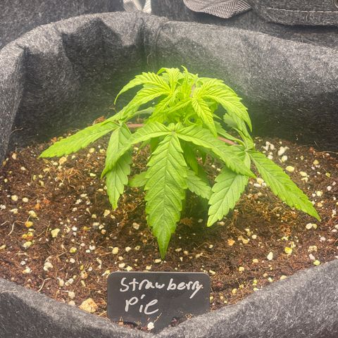 Strawberry Pie growlog timeline photo