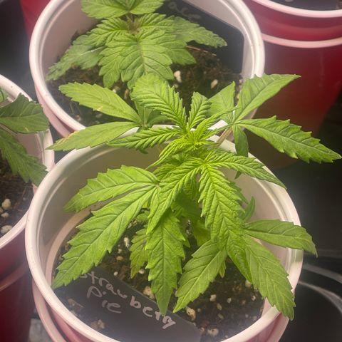 Strawberry Pie growlog timeline photo