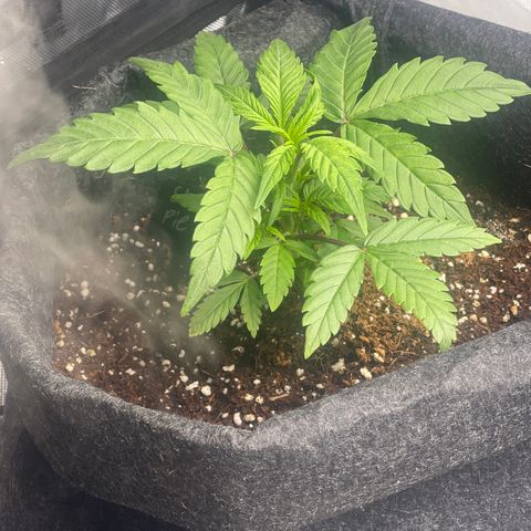 Strawberry Pie growlog timeline photo