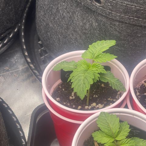 Space Cookies growlog timeline photo