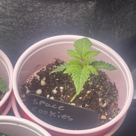 Space Cookies growlog timeline photo