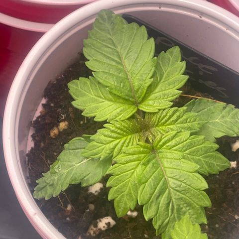 Space Cookies growlog timeline photo