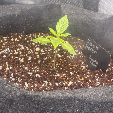 Jack Herer Auto growlog timeline photo