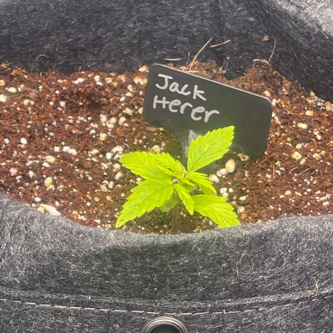 Jack Herer Auto growlog timeline photo